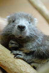 baumratte, ratten, cavy-like rodents, ast