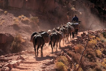 Grand Canyon 2008 - Cowboy