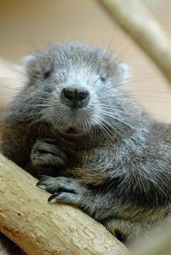 baumratte, ratten, cavy-like rodents, ast