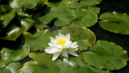 Pure pond with brightly green leaves and lilies