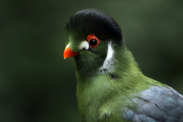White Cheeked Turaco