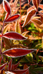 Frozen Henry's Carnet