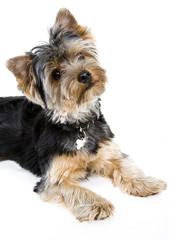 yorkshire terrier