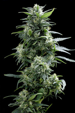 Cannabis sativa