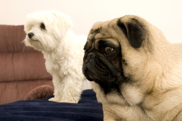 Pug and Maltese
