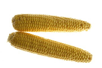Two yellow corn cobs with strong back light