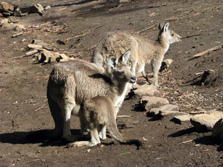 kangaroo family