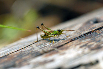 heuschrecken, langfühlerschrecken