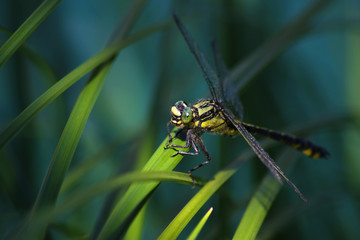 Dragonfly