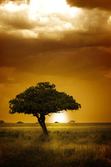 Africa Sunset - 12215232