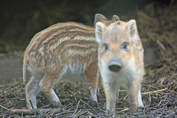 Wildschwein