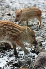 Wildschwein