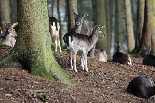 Reh © Petra Kohlstädt