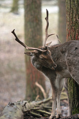 Hirsch © Petra Kohlstädt
