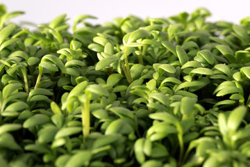 Fototapeta premium Gartenkresse