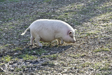 Potbelly Pig