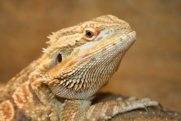 Barthi