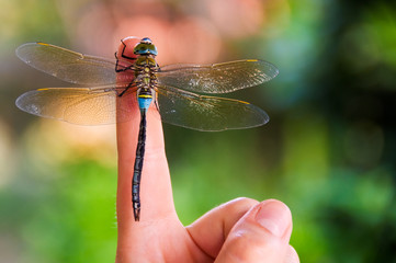 Dragonfly elegantly stay on index finger