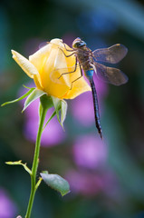 Dragonfly elegantly stay on flower yellow rose