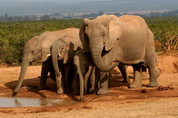 Group of elephants at a watering hole
