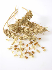weizenähren mit Körnern/wheat ears with grain