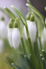 Schneegl&ouml;ckchen