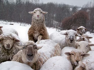 Papier Peint photo Lavable Moutons sheep flock in winter