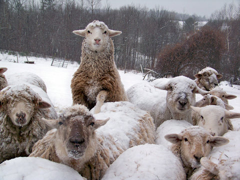 Sheep Flock In Winter