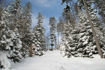 Verschneiter Wald