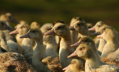 &eacute;levage de canard en poitou