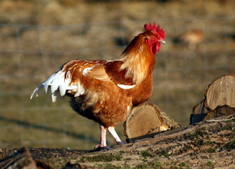coq sur un tas de bois
