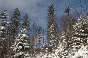 Winterwald