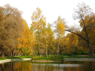 Autumn landscape - little island with yellow birches on the lake