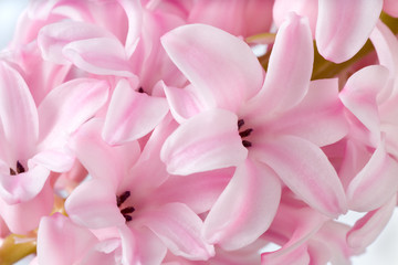 hyacinthus flower