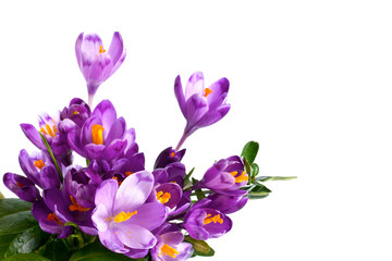 Obraz na płótnie Canvas krokus kwiat
