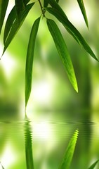 Fototapeta na wymiar Bambus liści z odbicie w wodzie, atmosferze zen.