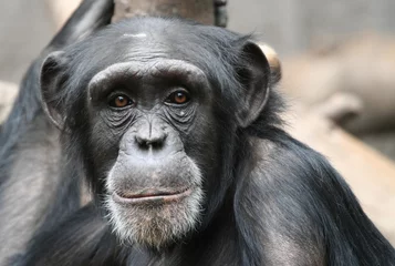 Foto auf Acrylglas Affe Schimpanse