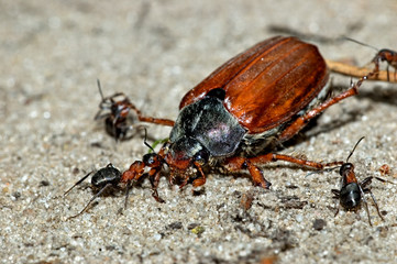 Beetle