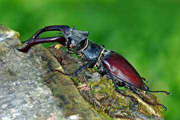 Insects