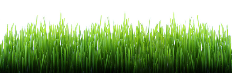 Fototapeta na wymiar Długie trawy