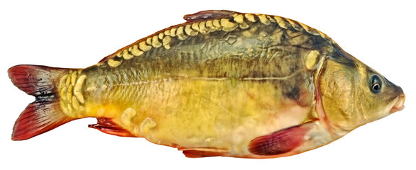 fresh mirror carp