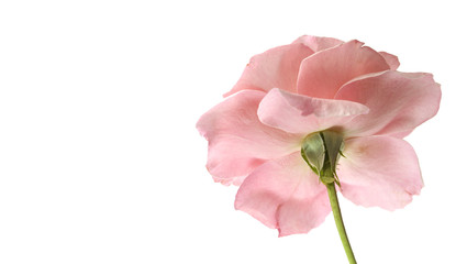 pink rose flower reverse
