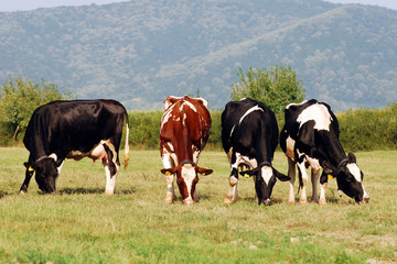 Fototapeta premium herd of cows grazing on a field