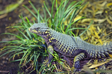 Fototapeta premium Echse