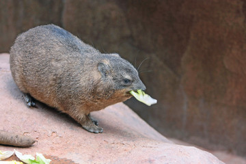 Klippschliefer © Petra Kohlstädt
