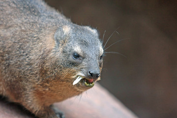 Klippschliefer © Petra Kohlstädt