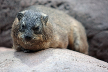 Klippschliefer © Petra Kohlstädt