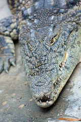 Obraz premium Krokodil