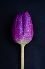 Single purple tulip on black