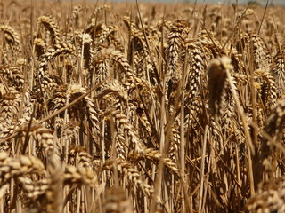 Ears of wheat